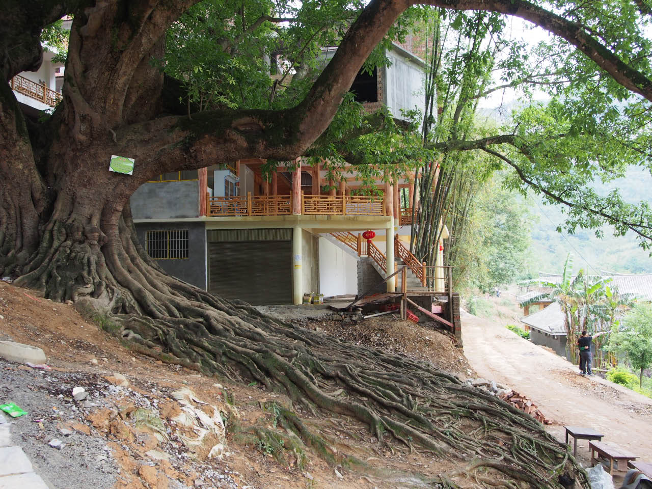 arbre sacré dans un des village de Bamei